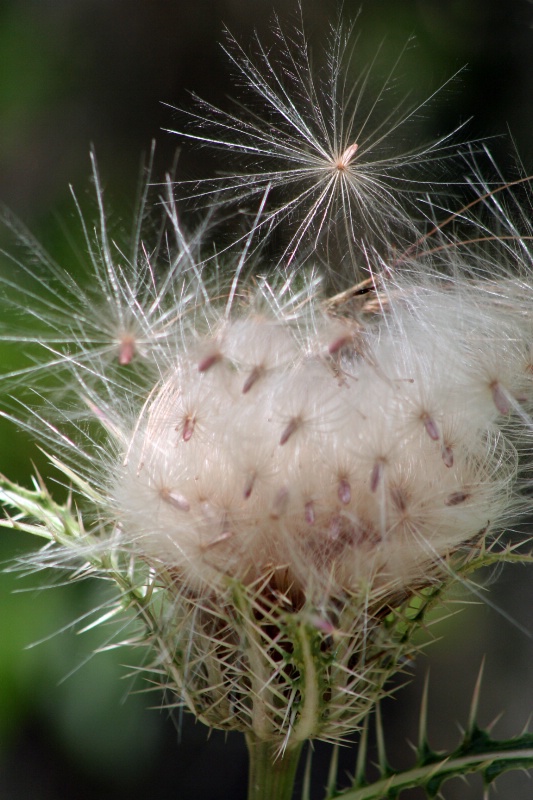 Birth of a Thistle