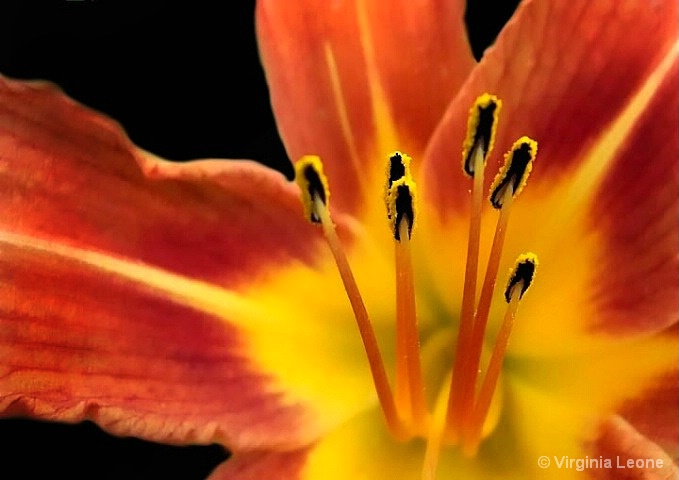 Tiger Lily