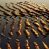 2Grains of Gold - ID: 10143587 © Kathy Salerni
