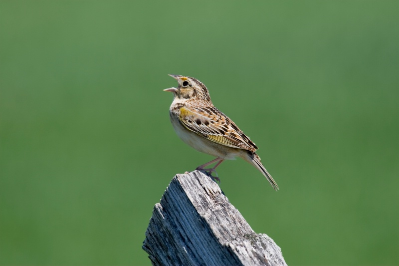 Grasshopper Sparrow Singing on a Fencepost