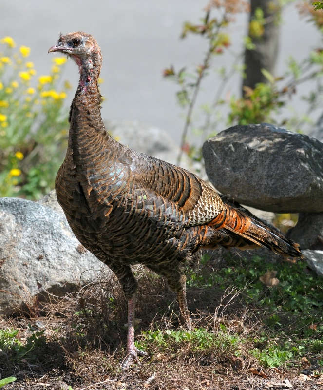 Wild Turkey Strikes A Pose