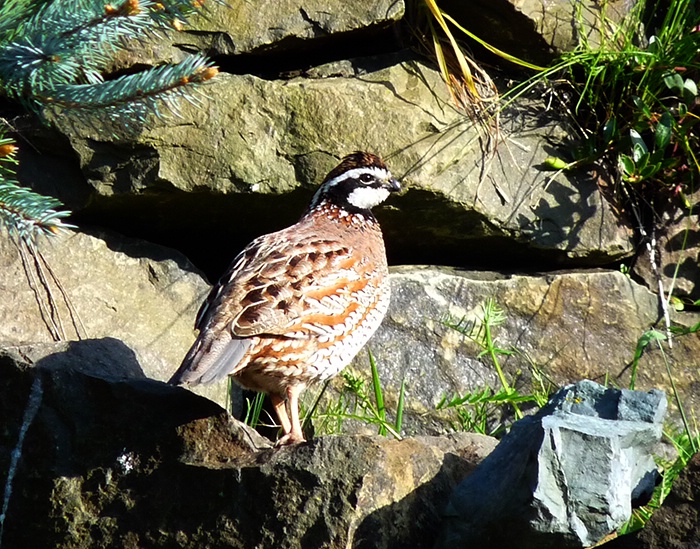 Northern Bobwhite (Quail) - Snoqualmie, WA - ID: 10148520 © John Tubbs