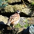 2Northern Bobwhite (Quail) - Snoqualmie, WA - ID: 10148520 © John Tubbs