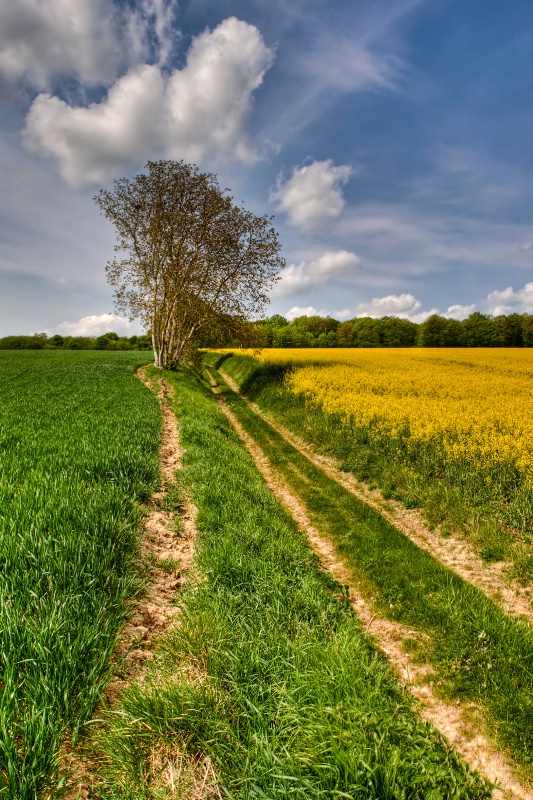 Tree in the fields