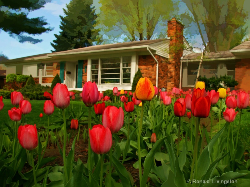 Tulip Trails - ID: 10150589 © Ron Livingston