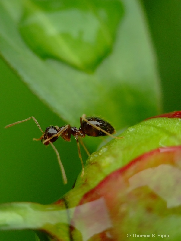 Ant and peony