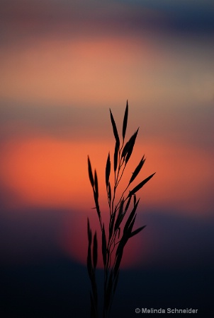 Grass at Sunset