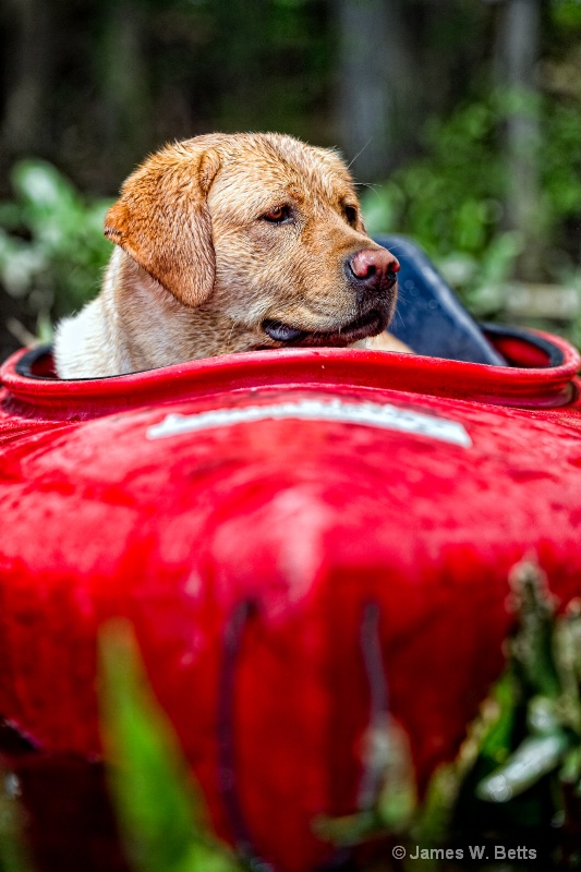 Ginger  in kayak II