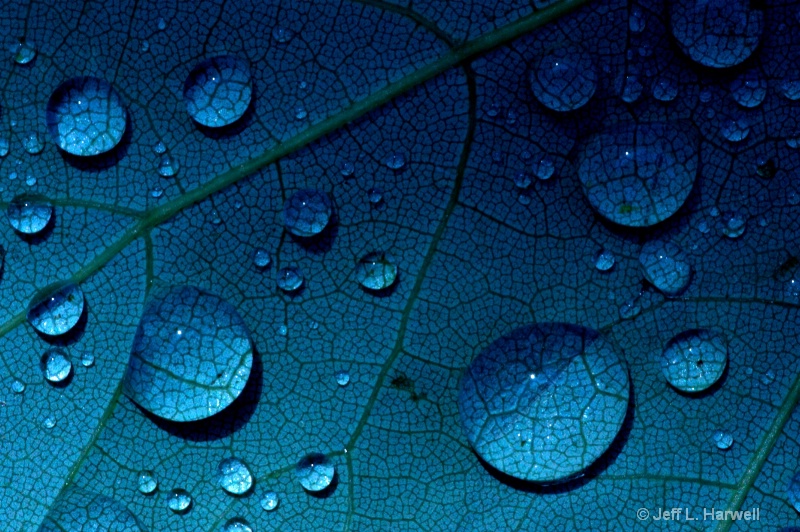 Blue Leaf Drops