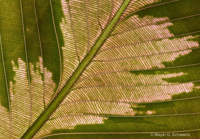 Leaf 1 - ID: 10158547 © Janet  R. Schwartz