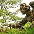 © John R. Grede PhotoID # 10159133: garden statue