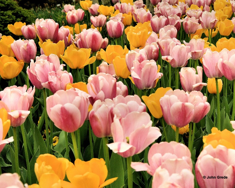 tulips - ID: 10159166 © John R. Grede