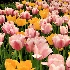 © John R. Grede PhotoID # 10159166: tulips