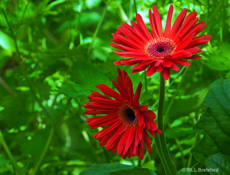 RED AND GREEN