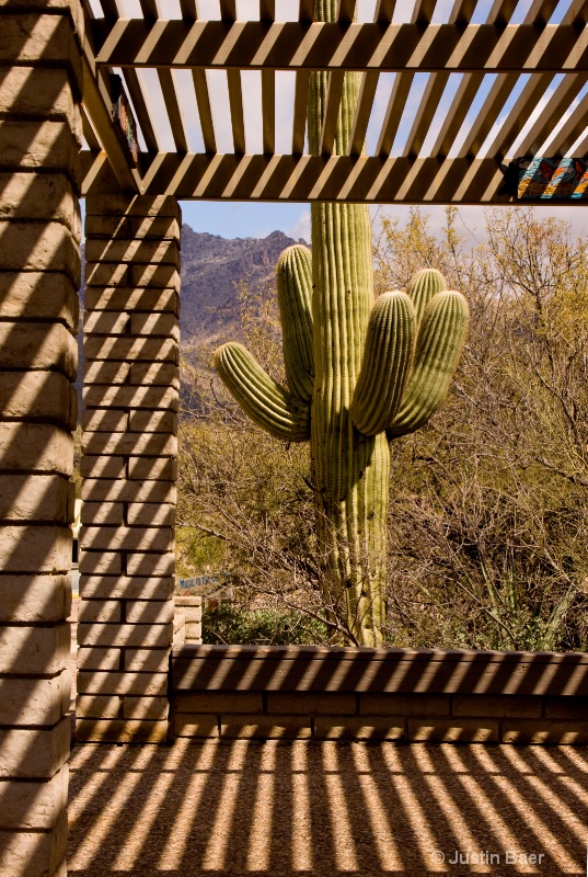 Patterned Saguaro