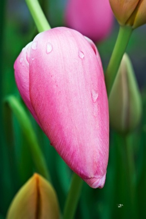 Pink  Tulip