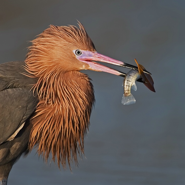 Reddish Egret with Fish