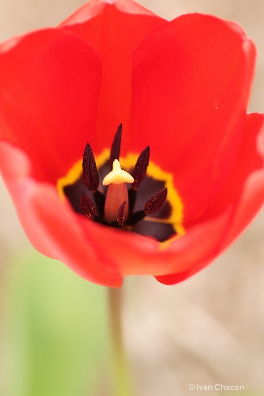 The Tulip