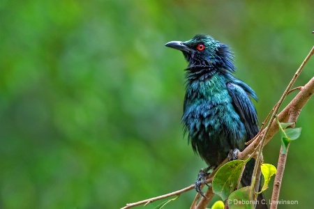 All Fluffed Up