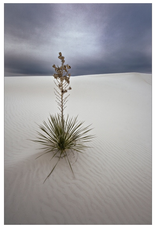 01 Soapstone Yucca and Gypsum - ID: 10160854 © Patricia A. Casey