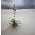 © Patricia A. Casey PhotoID # 10160854: 01 Soapstone Yucca and Gypsum