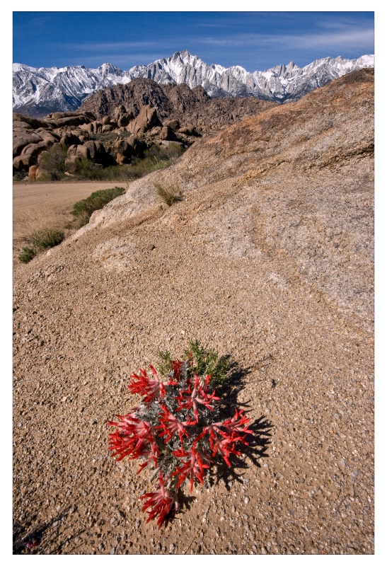 04 Scarlett Locoweed - ID: 10160859 © Patricia A. Casey