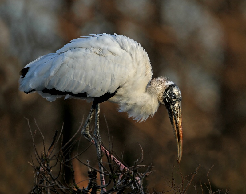 Wood Stork