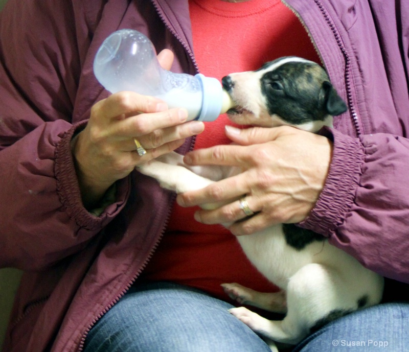 Feeding Chester - ID: 10162107 © Susan Popp