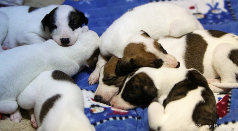 A Puppy pile