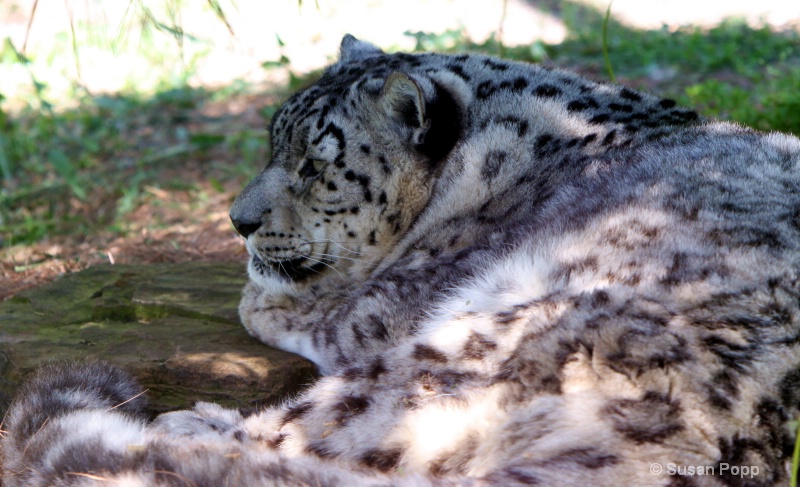Snow Leopard - ID: 10162143 © Susan Popp