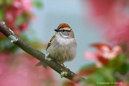 Chipping Sparrow In Blossoms