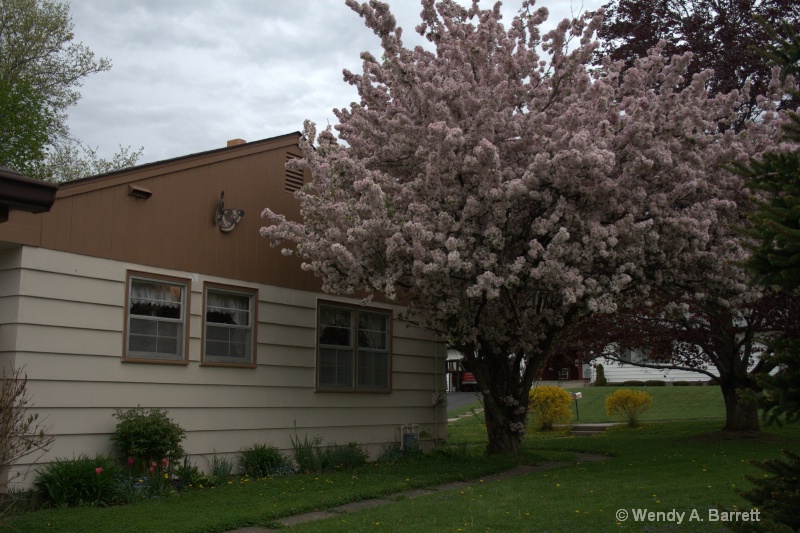 Spring at the old homestead - ID: 10162434 © Wendy A. Barrett