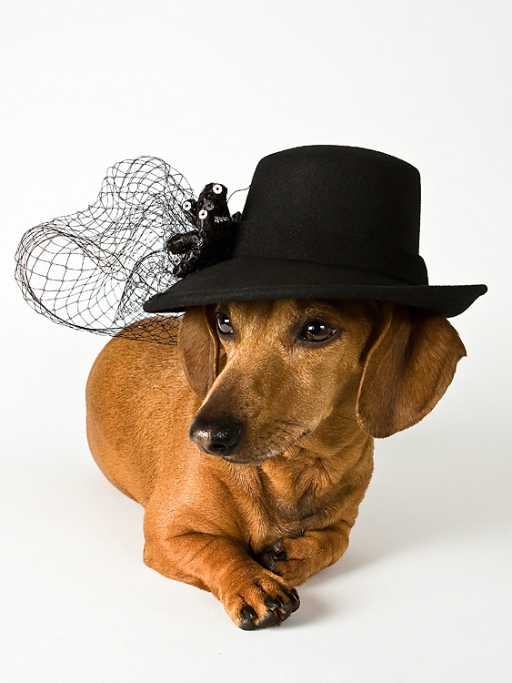 Diva Dachshund