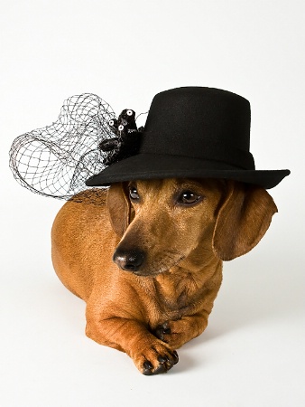 Diva Dachshund