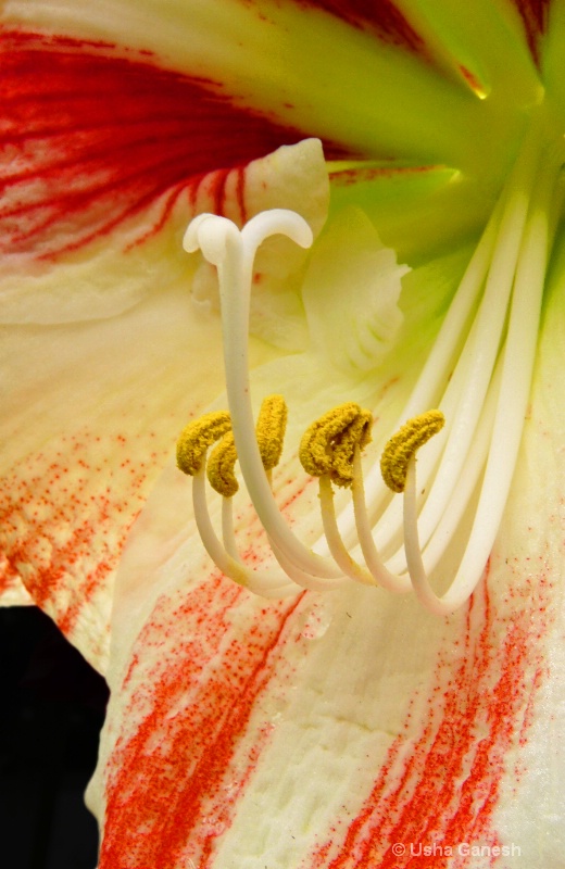 Amaryllis Close Up