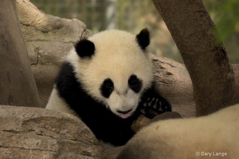 Baby Panda