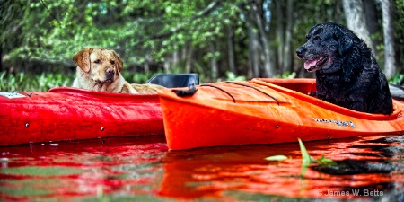 Ginger and Babe in Kayak