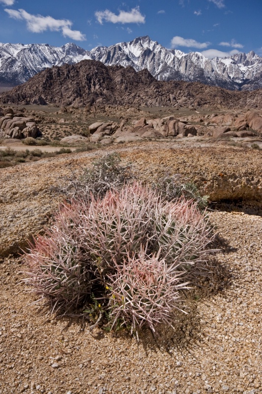 14 Cotton Head Barrel Cactus - ID: 10163856 © Patricia A. Casey