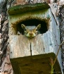 Stolen Birdhouse ...