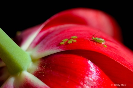 Aphids on Parade