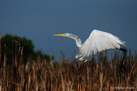 Morning flight