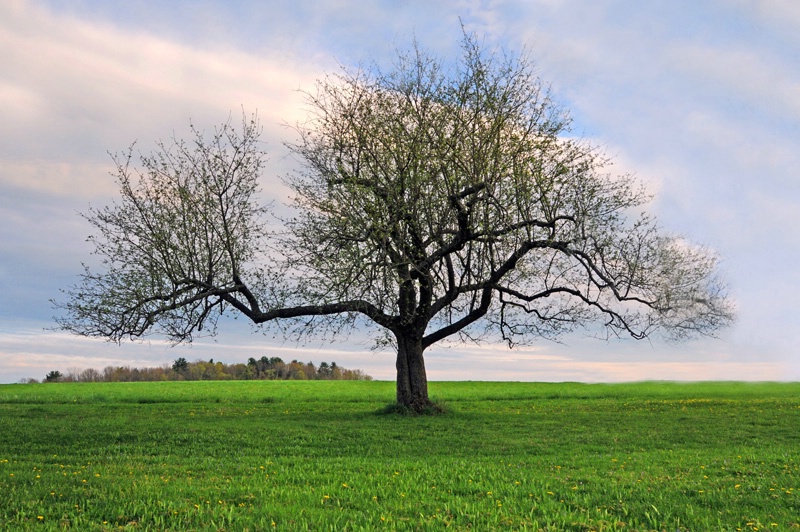 Apple Tree in Spring