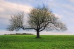 Apple Tree in Spr...
