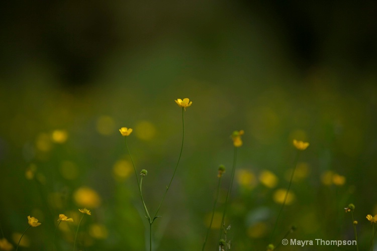 Wild Flowers - ID: 10167377 © Mayra Thompson
