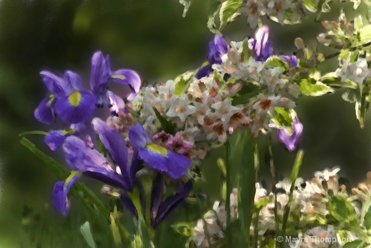 Spring Garden - ID: 10167379 © Mayra Thompson