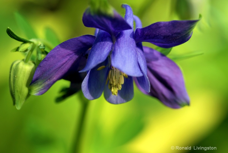 Columbine - ID: 10167562 © Ron Livingston