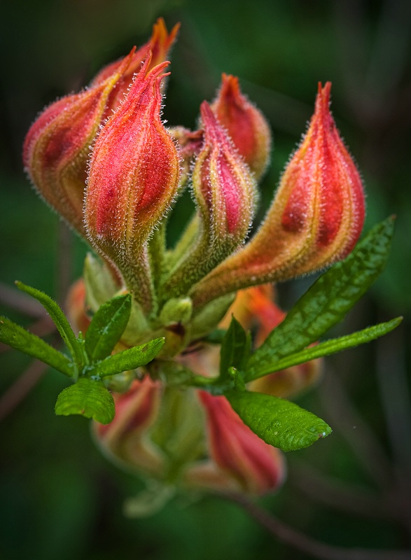 Flame Azalea