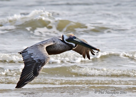 Pelican solo