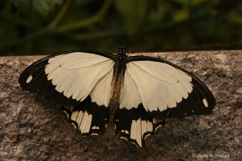 Butterfly - ID: 10168862 © Jody A. Hatley