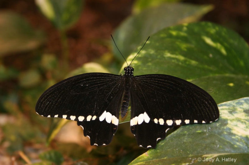 Butterfly - ID: 10168863 © Jody A. Hatley